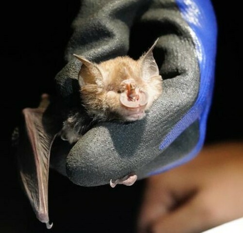 Swinny's horseshoe bat (Rhinolophus swinnyi) — Least Concern Mammalia