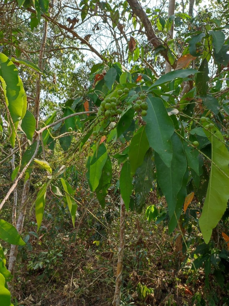 Croton poilanei (Croton poilanei)