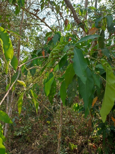 Croton poilanei