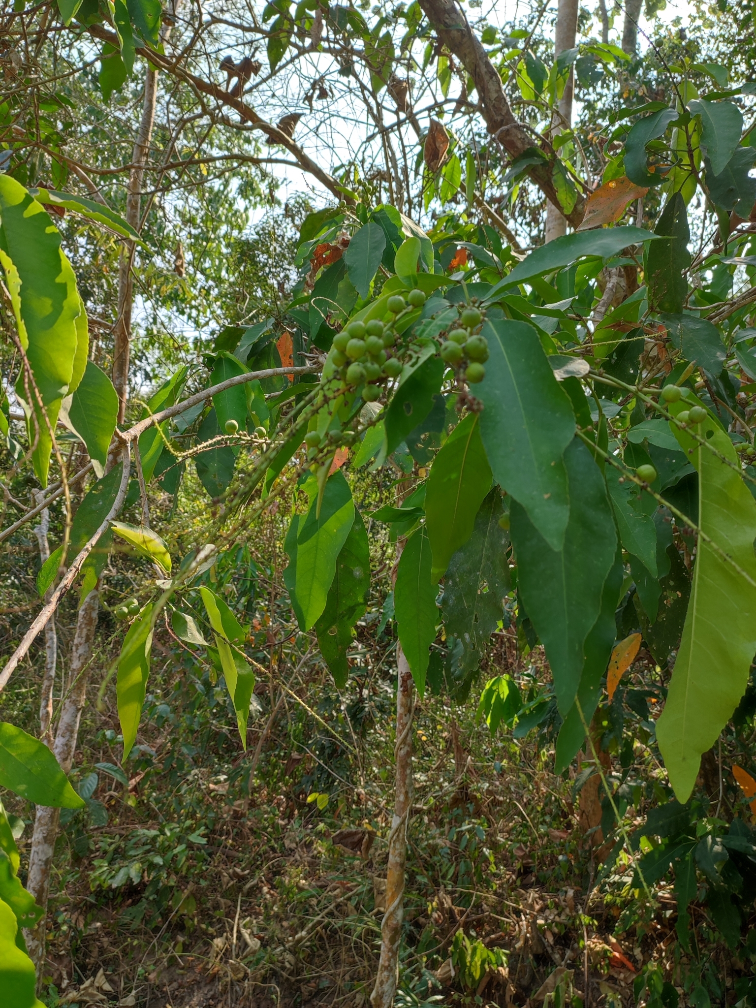 Croton poilanei