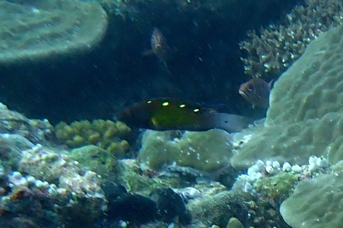 Diana's Hogfish — seen at this dive site
