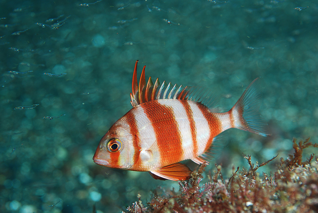 Red-Banded Sea Bream