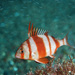 Red-banded Seabream - Photo (c) Pablo Bou, some rights reserved (CC BY-SA)