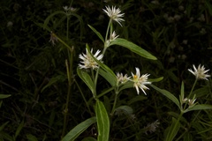 Alternanthera echinocephala