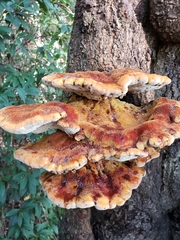 Inonotus quercustris