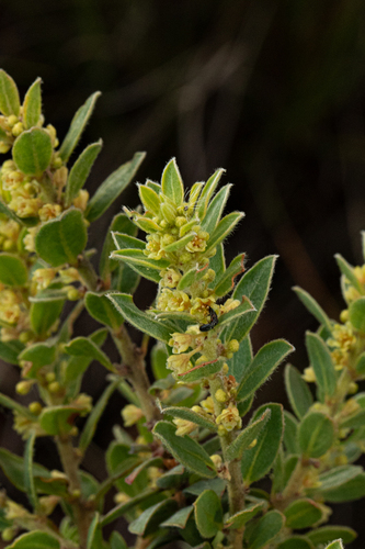 Clutia hirsuta image