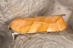 Noctua fimbriata