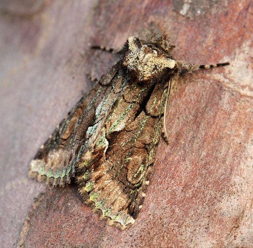 Green-brindled Crescent