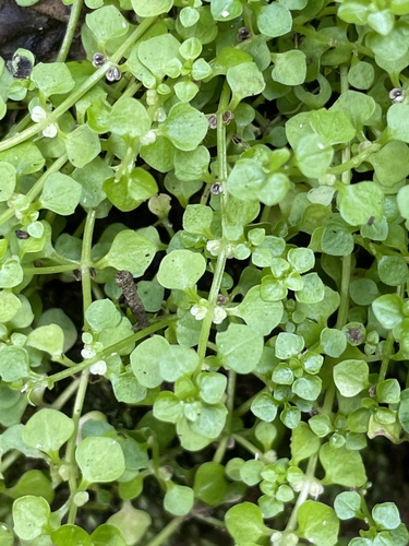 Callitriche muelleri Sond.