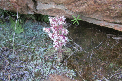 Crassula tabularis