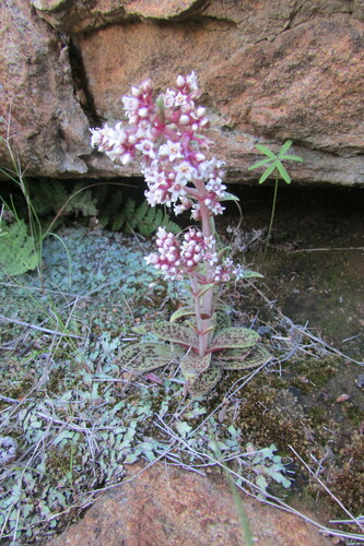 Crassula tabularis