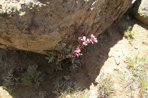Crassula tabularis