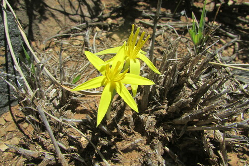 Empodium elongatum (Empodium elongatum)
