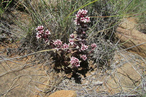 Crassula tabularis