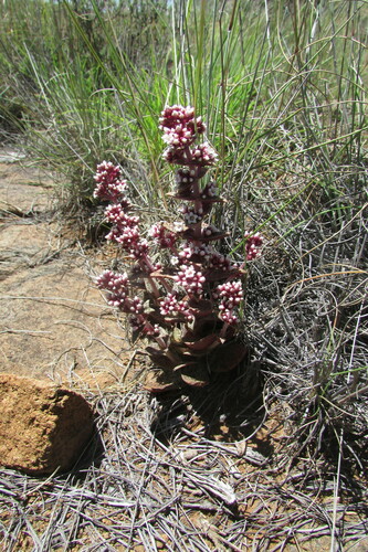 Crassula tabularis