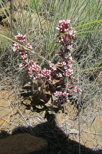 Crassula tabularis