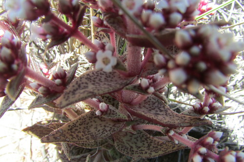 Crassula tabularis