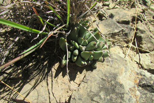 Aloinopsis albinotus (Haw.) Schwantes
