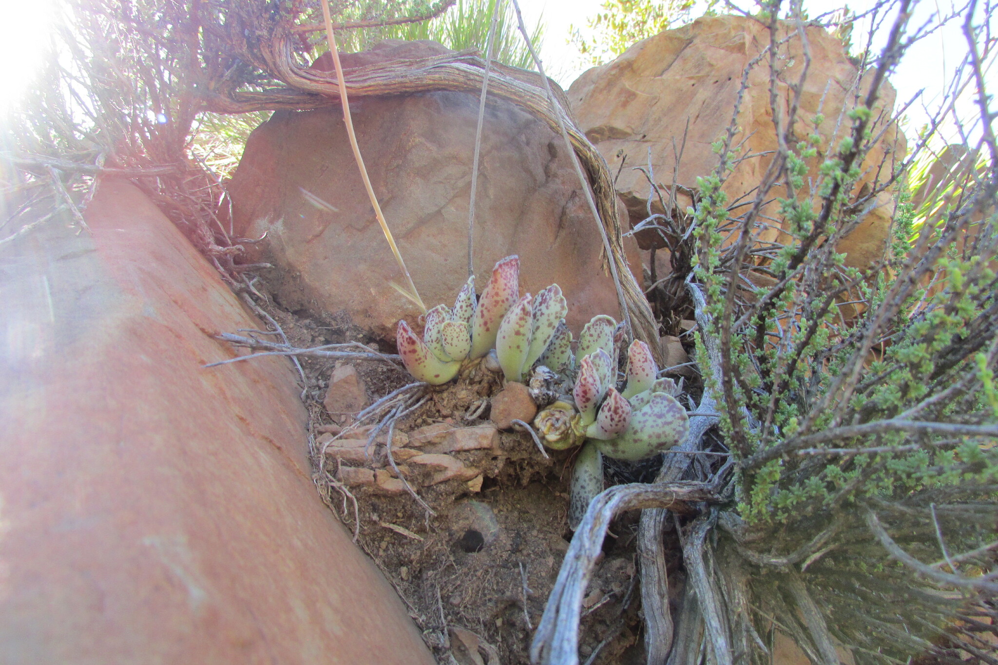 Adromischus Cooperi (Adromischus cooperi)