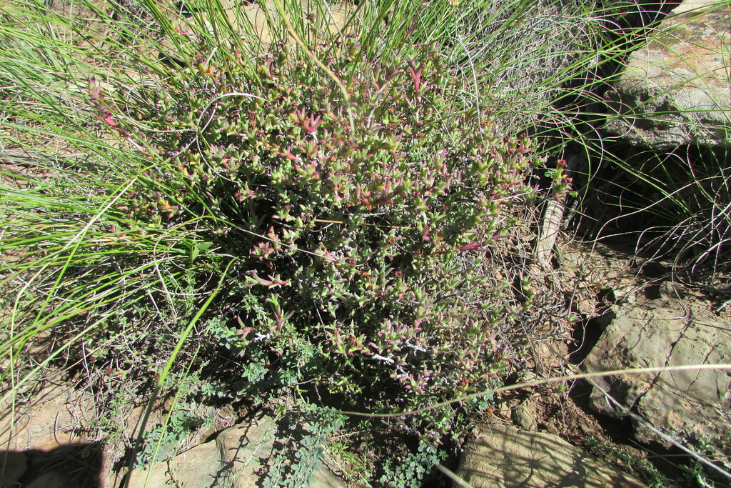 Ruschia hamata (Haw.) Schwantes 2
