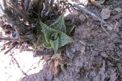 Haworthiopsis tessellata