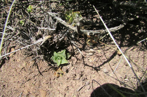 Image of Haworthiopsis tessellata by (c) James Deacon, some rights reserved (CC BY-SA)