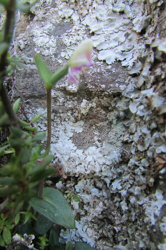 Image of Disperis macowanii by (c) James Deacon, some rights reserved (CC BY-SA)