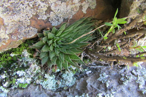 Haworthia marumiana