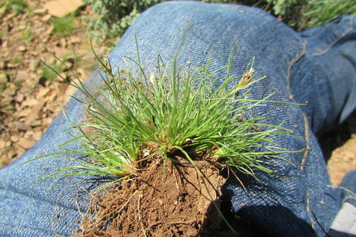 Bulbostylis humilis (Bulbostylis humilis)