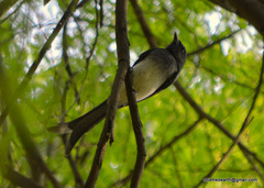 Dicrurus caerulescens