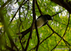 Dicrurus caerulescens