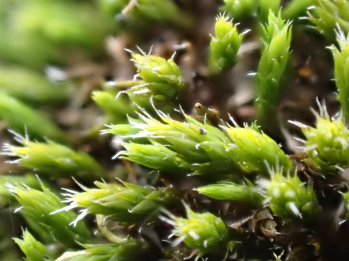 Grimmia laevigata