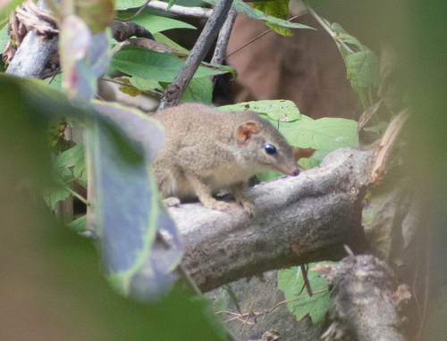 Madras Treeshrew