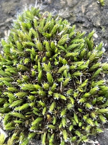 Grimmia laevigata