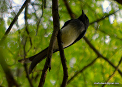 Dicrurus caerulescens