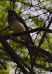 Dicrurus caerulescens