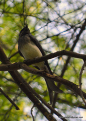 Dicrurus caerulescens