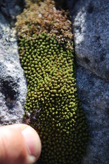 Hypodontium pomiforme