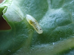 Phytomyza syngenesiae