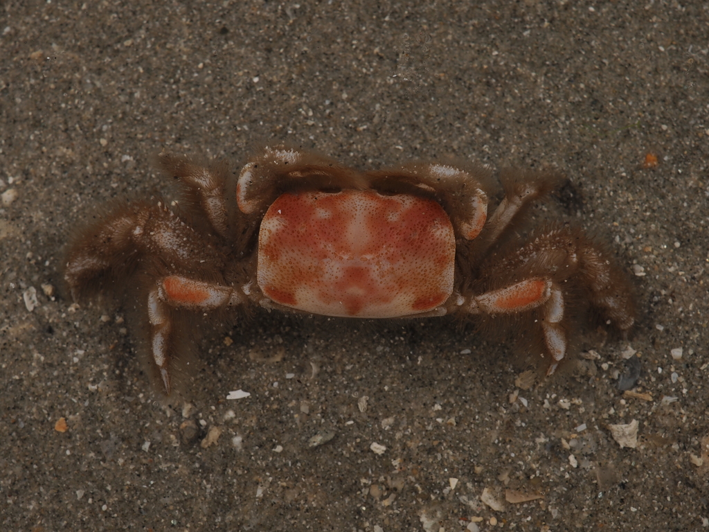 Hexapodoidea