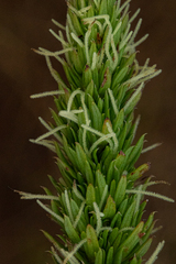 Anthospermum zimbabwense image