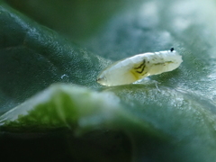 Phytomyza syngenesiae