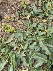 Rumex crassus