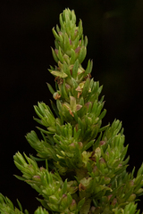 Image of Anthospermum zimbabwense