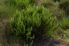 Anthospermum zimbabwense image
