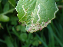Phytomyza syngenesiae