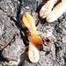 Australian Dampwood Termite - Photo (c) Judith Driver, some rights reserved (CC BY-NC), uploaded by Judith Driver