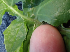 Phytomyza syngenesiae