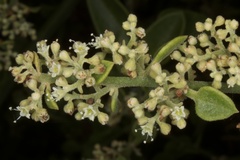 Cryptocarpus pyriformis