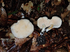 Hydnum zongolicense